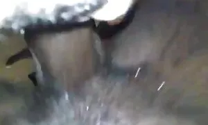 شاژنی ئەبنۆس ڕەش ئەف ...